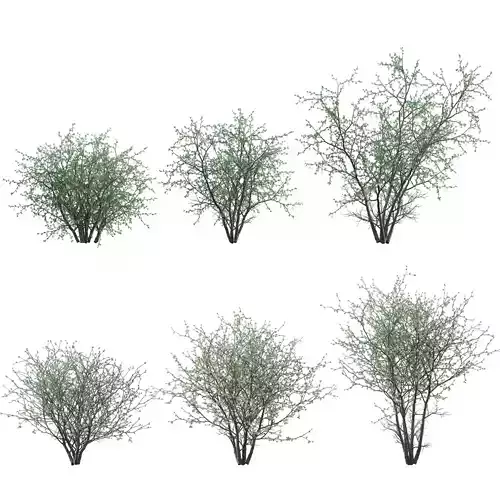 Senegalia mellifera - Acacia mellifera