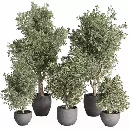 Tree plant in a concrete  - indoor plant set 542 
