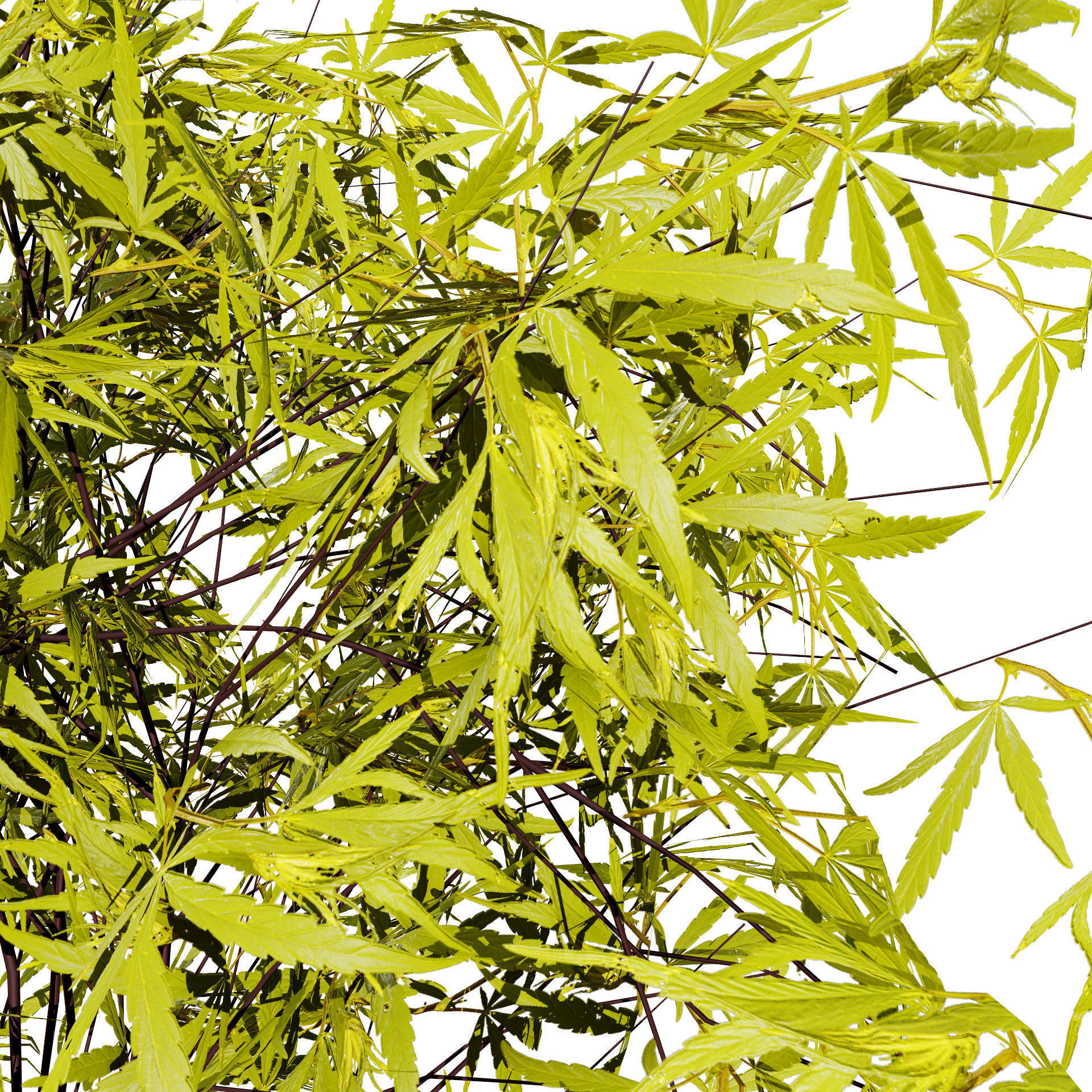 Japanese Maple Tree Model Low-poly 3D model_4