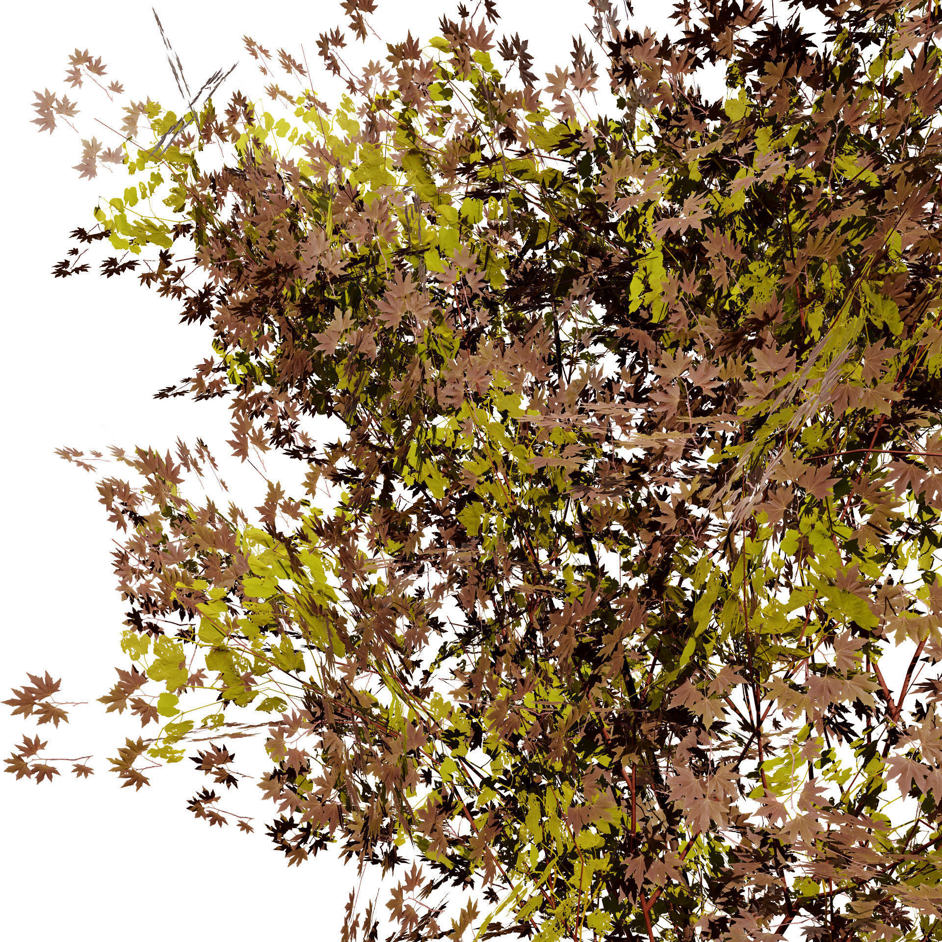 Japanese Maple Tree Model Low-poly 3D model_6