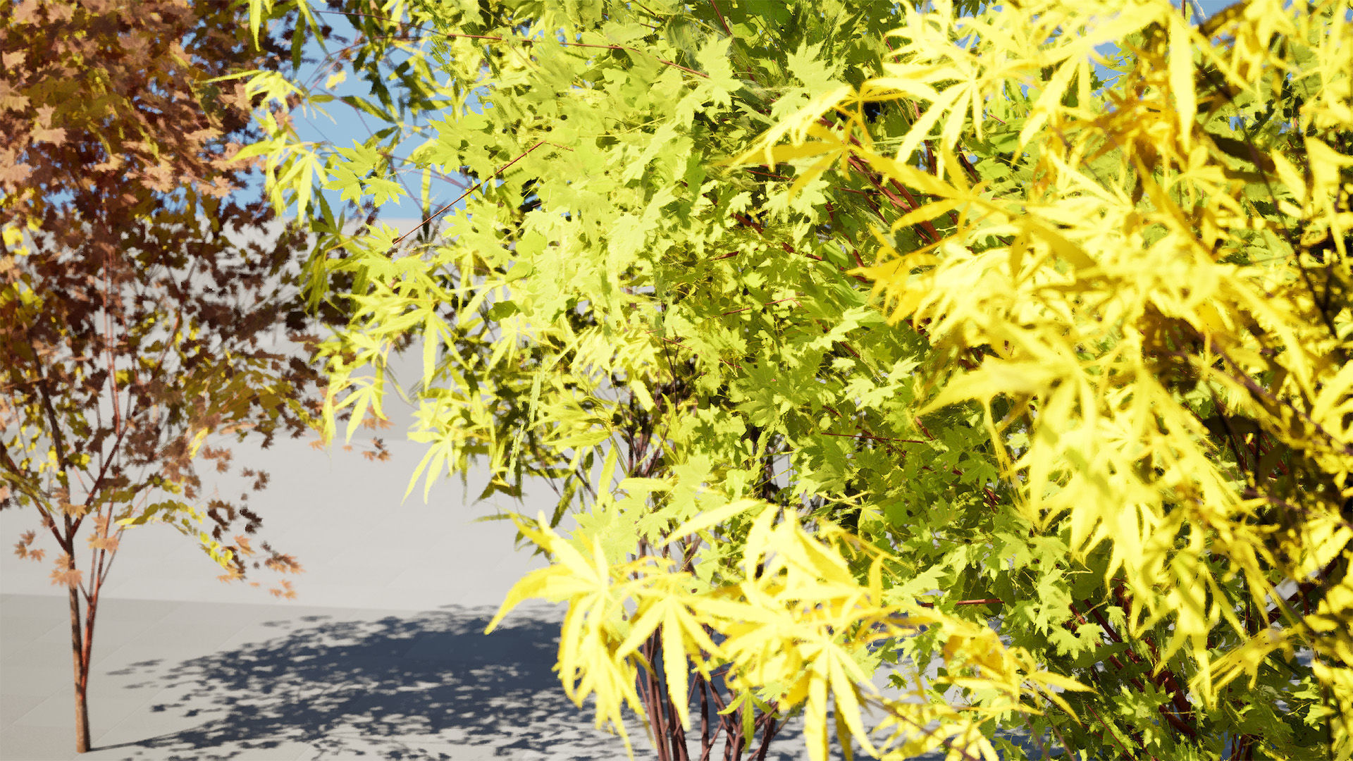 Japanese Maple Tree Model Low-poly 3D model_5