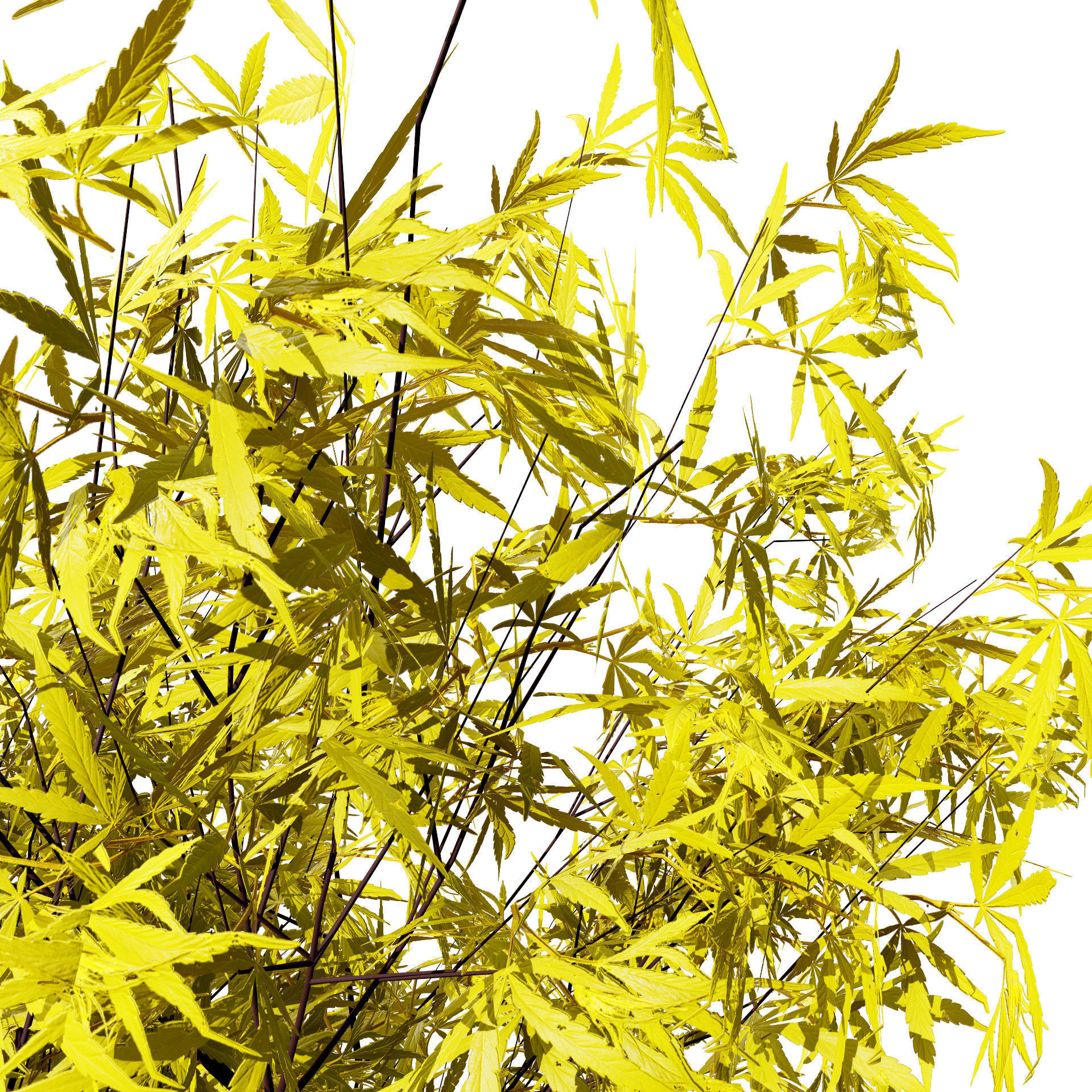 Japanese Maple Tree Model Low-poly 3D model_7