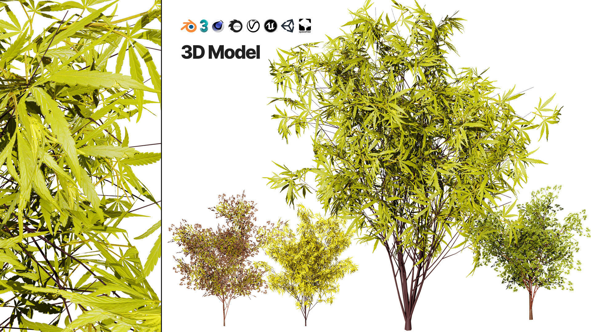 Japanese Maple Tree Model Low-poly 3D model_3