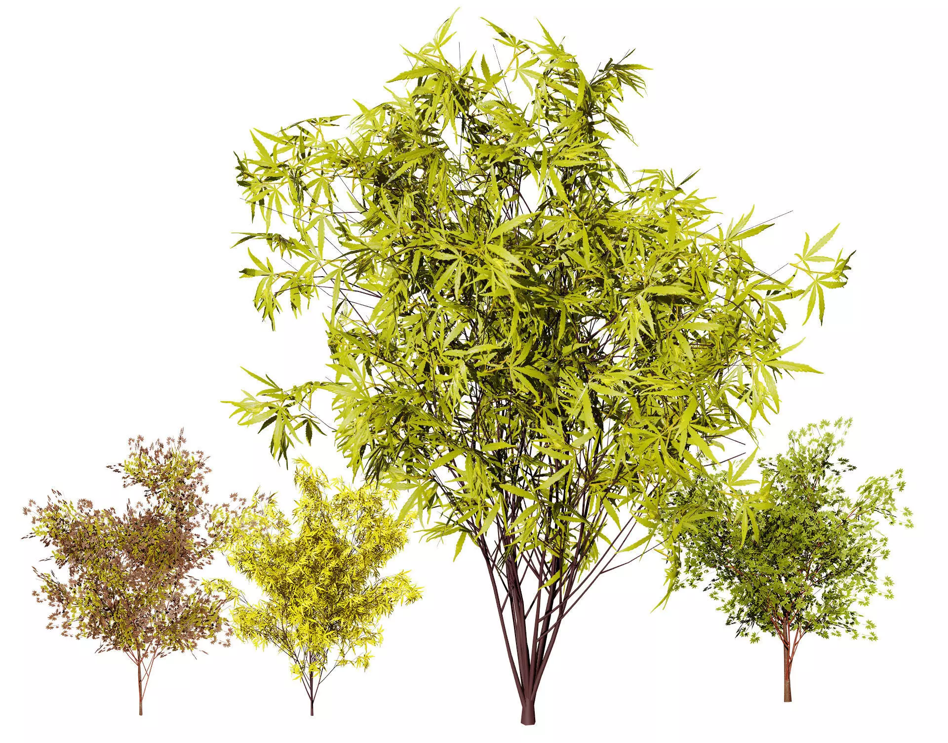 Japanese Maple Tree Model Low-poly 3D model_0