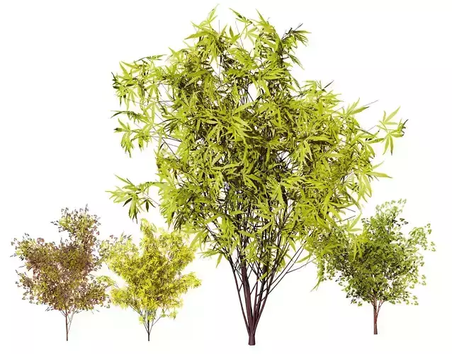 Japanese Maple Tree Model Low-poly 3D model