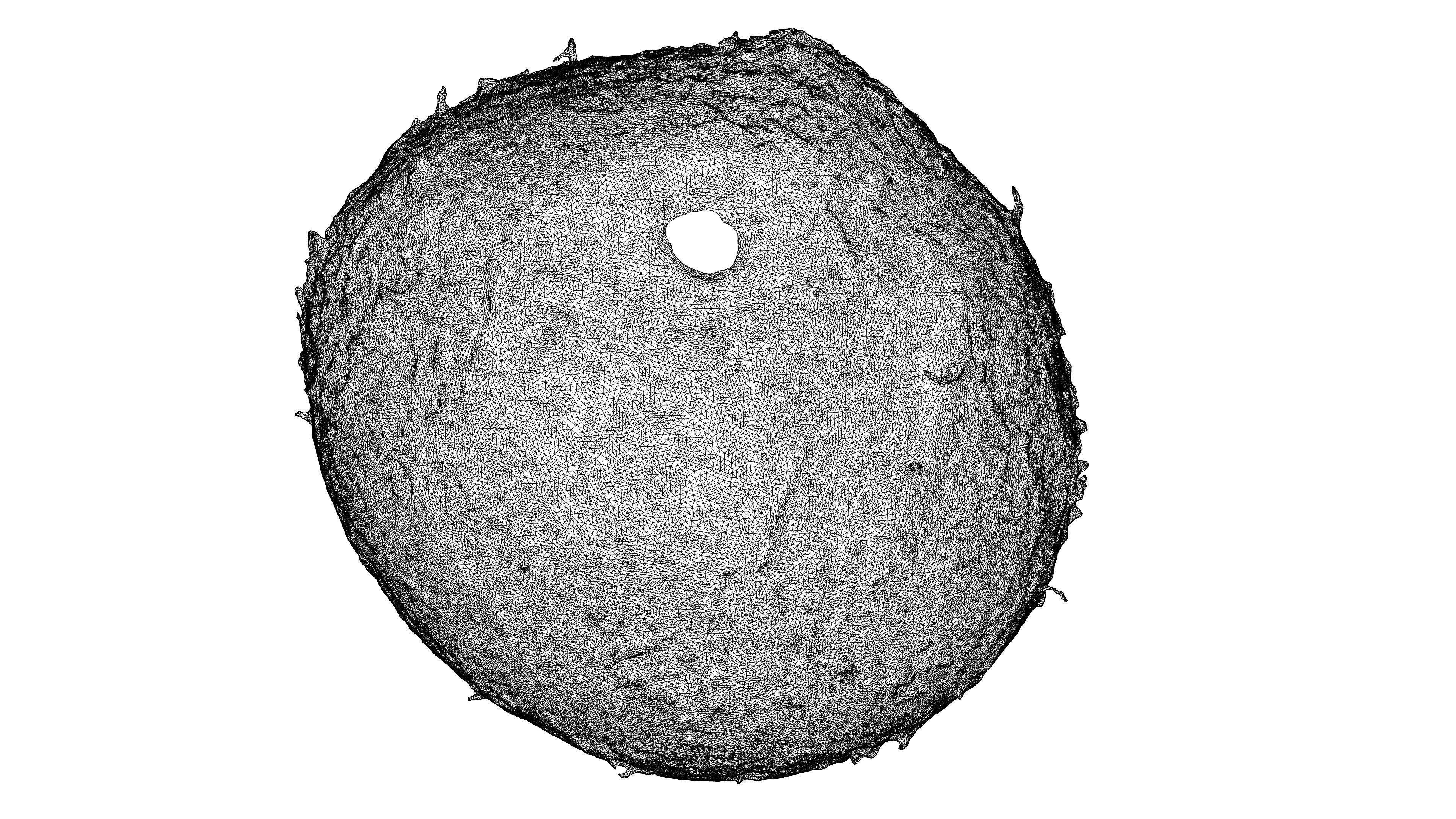 Photorealistic 3D scan of Coconut skin Low-poly 3D model_24