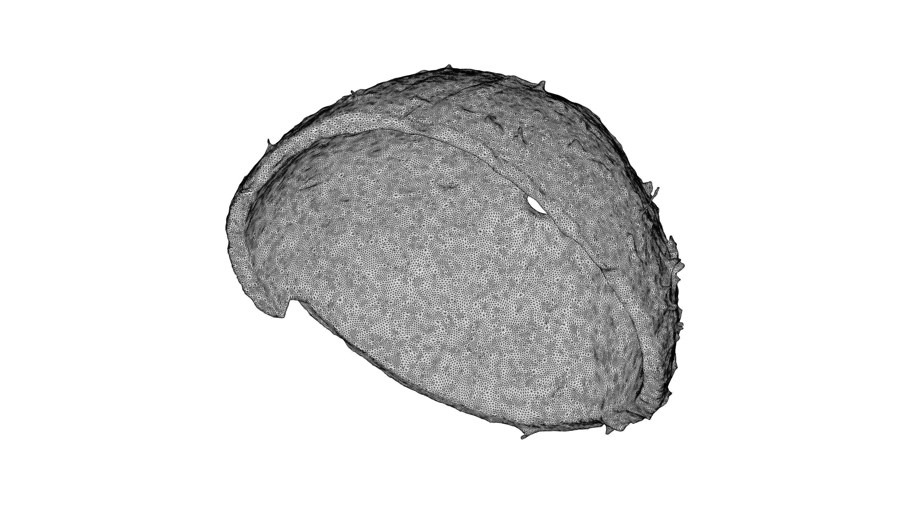 Photorealistic 3D scan of Coconut skin Low-poly 3D model_23