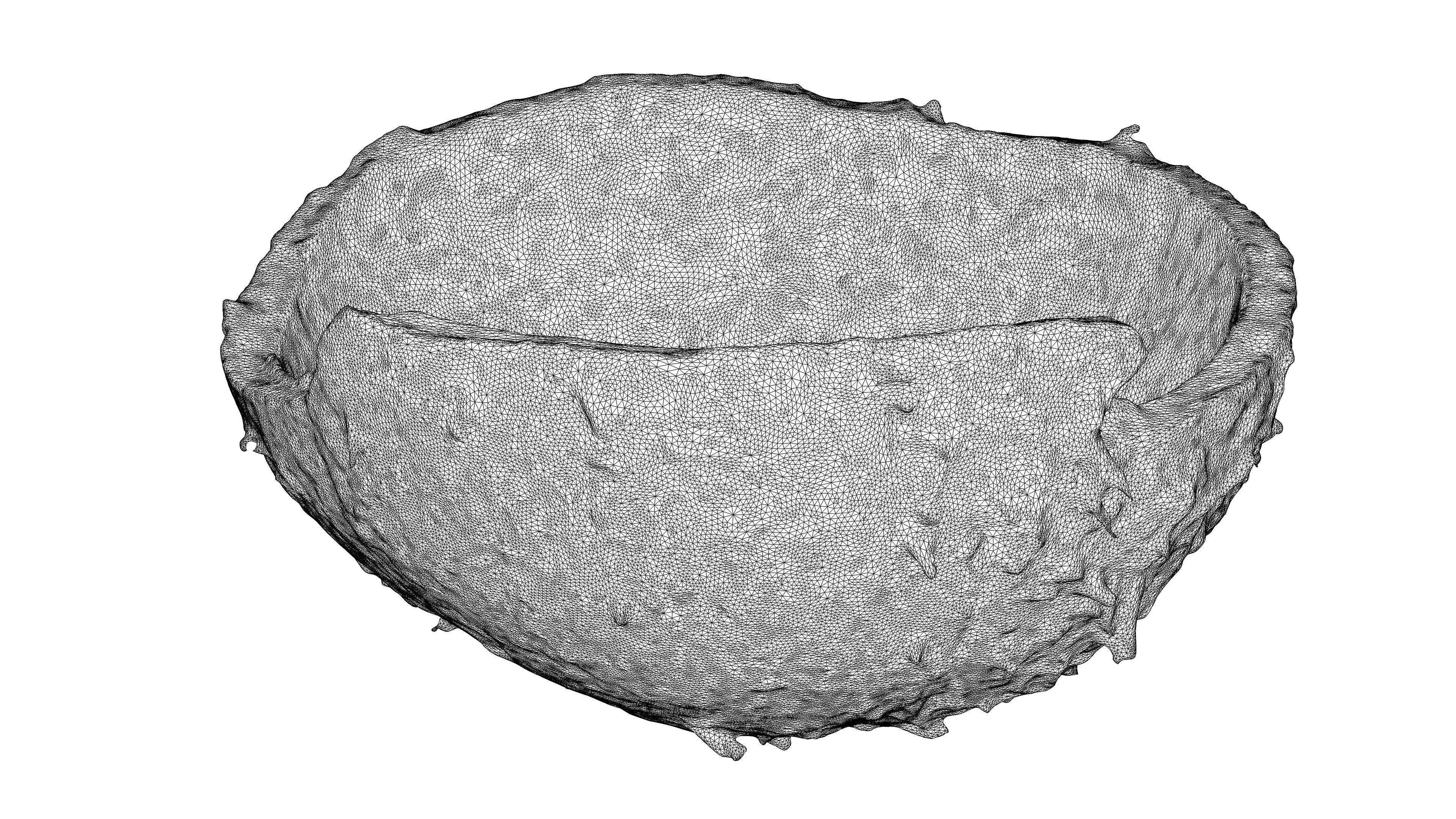 Photorealistic 3D scan of Coconut skin Low-poly 3D model_21