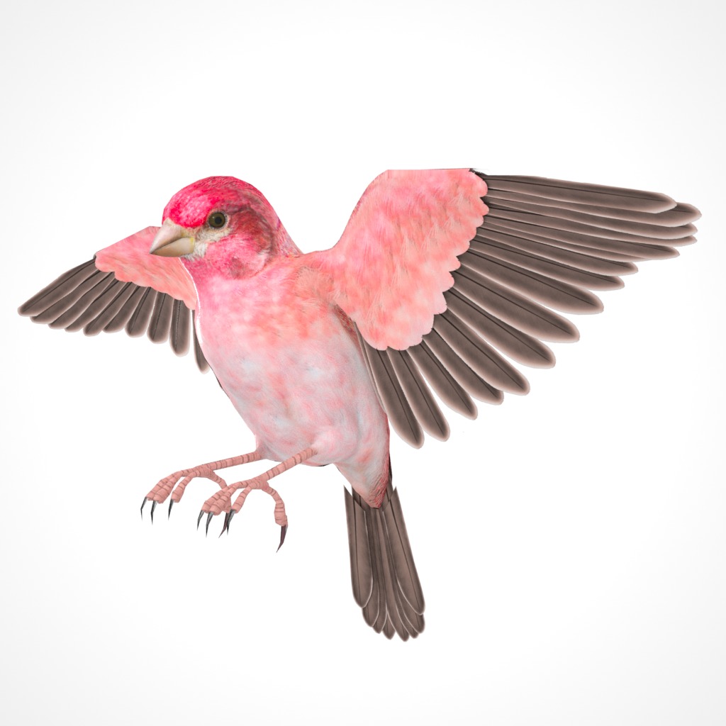 3D Bird Pack Purple Finch Male and Female Low-poly 3D model Low-poly 3D model_30
