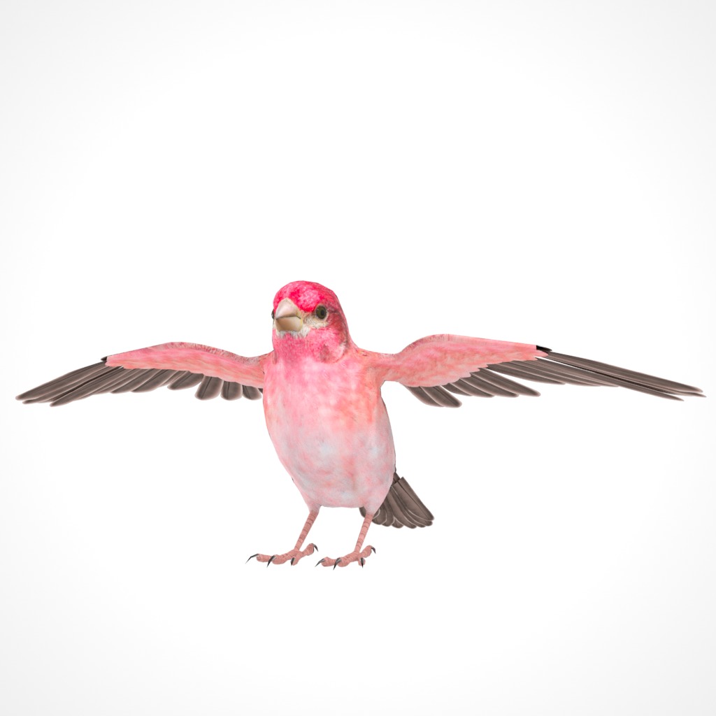 3D Bird Pack Purple Finch Male and Female Low-poly 3D model Low-poly 3D model_24