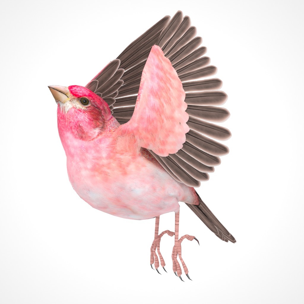 3D Bird Pack Purple Finch Male and Female Low-poly 3D model Low-poly 3D model_28