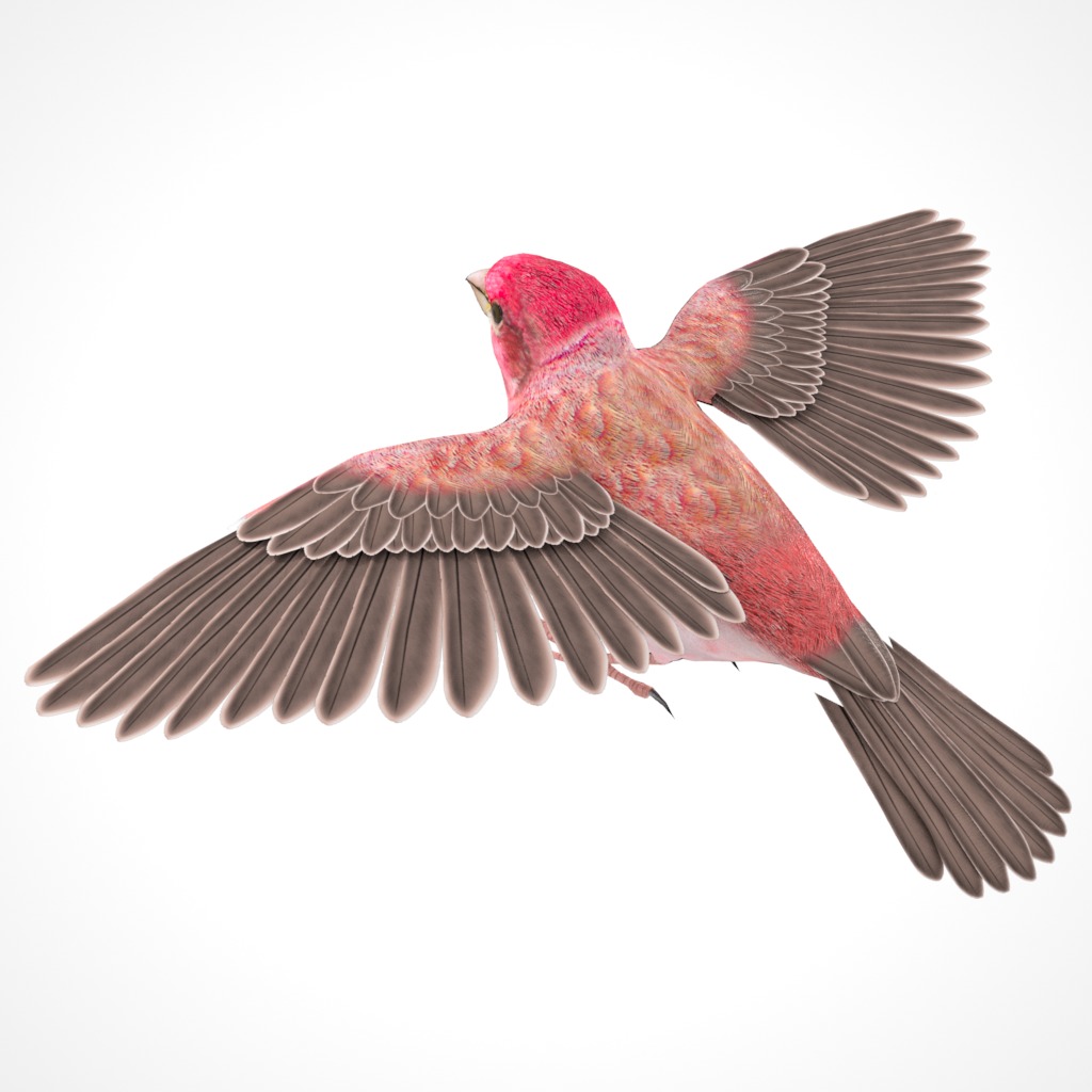 3D Bird Pack Purple Finch Male and Female Low-poly 3D model Low-poly 3D model_8