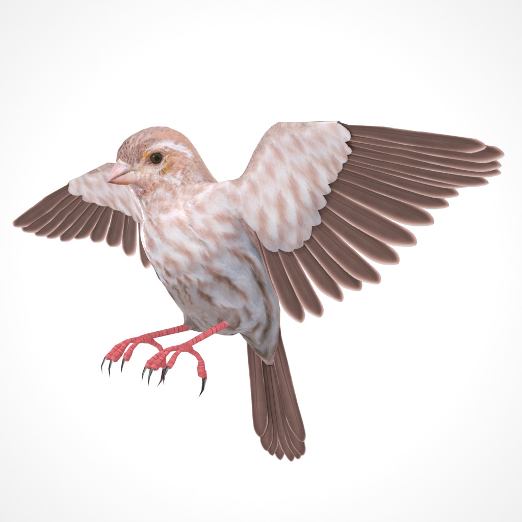 3D Bird Pack Purple Finch Male and Female Low-poly 3D model Low-poly 3D model_29