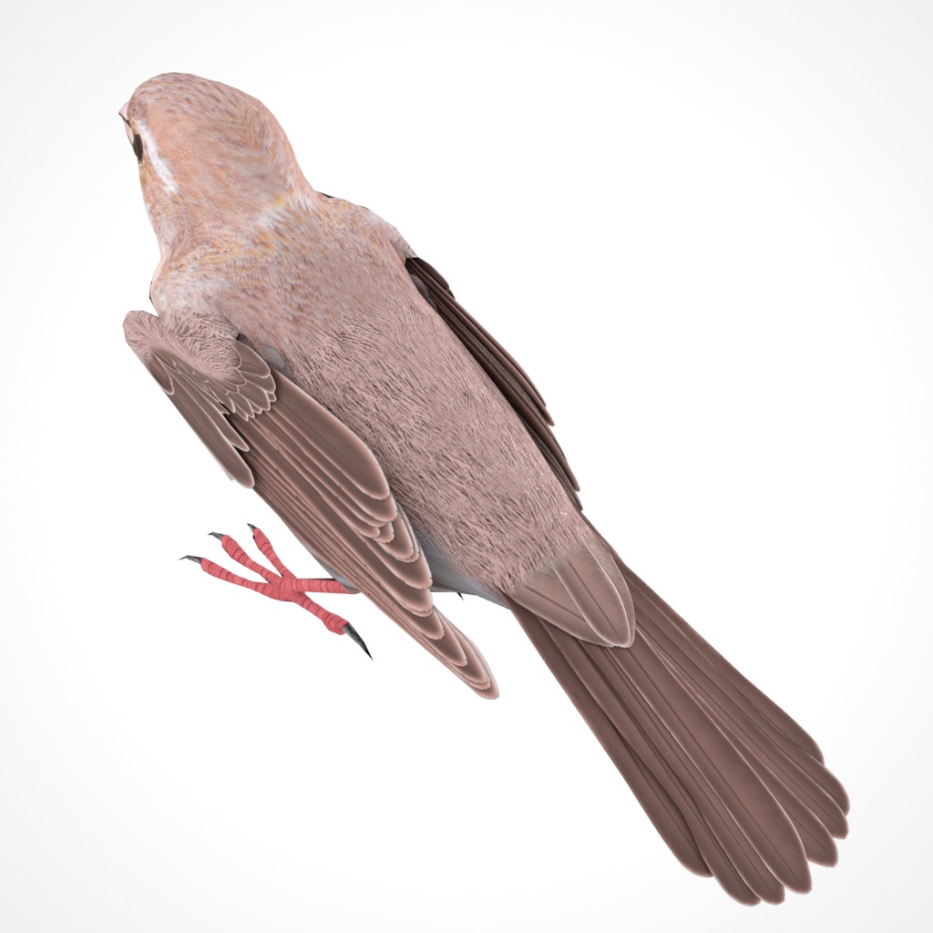 3D Bird Pack Purple Finch Male and Female Low-poly 3D model Low-poly 3D model_19