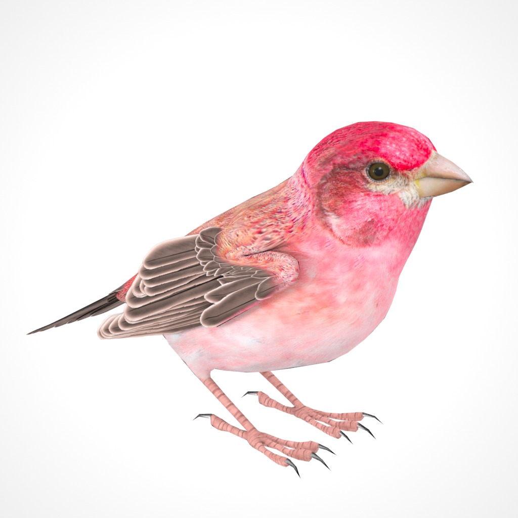 3D Bird Pack Purple Finch Male and Female Low-poly 3D model Low-poly 3D model_18