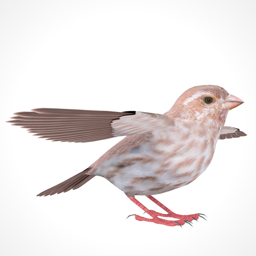 3D Bird Pack Purple Finch Male and Female Low-poly 3D model Low-poly 3D model_13