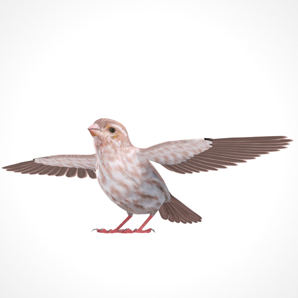3D Bird Pack Purple Finch Male and Female Low-poly 3D model Low-poly 3D model_5