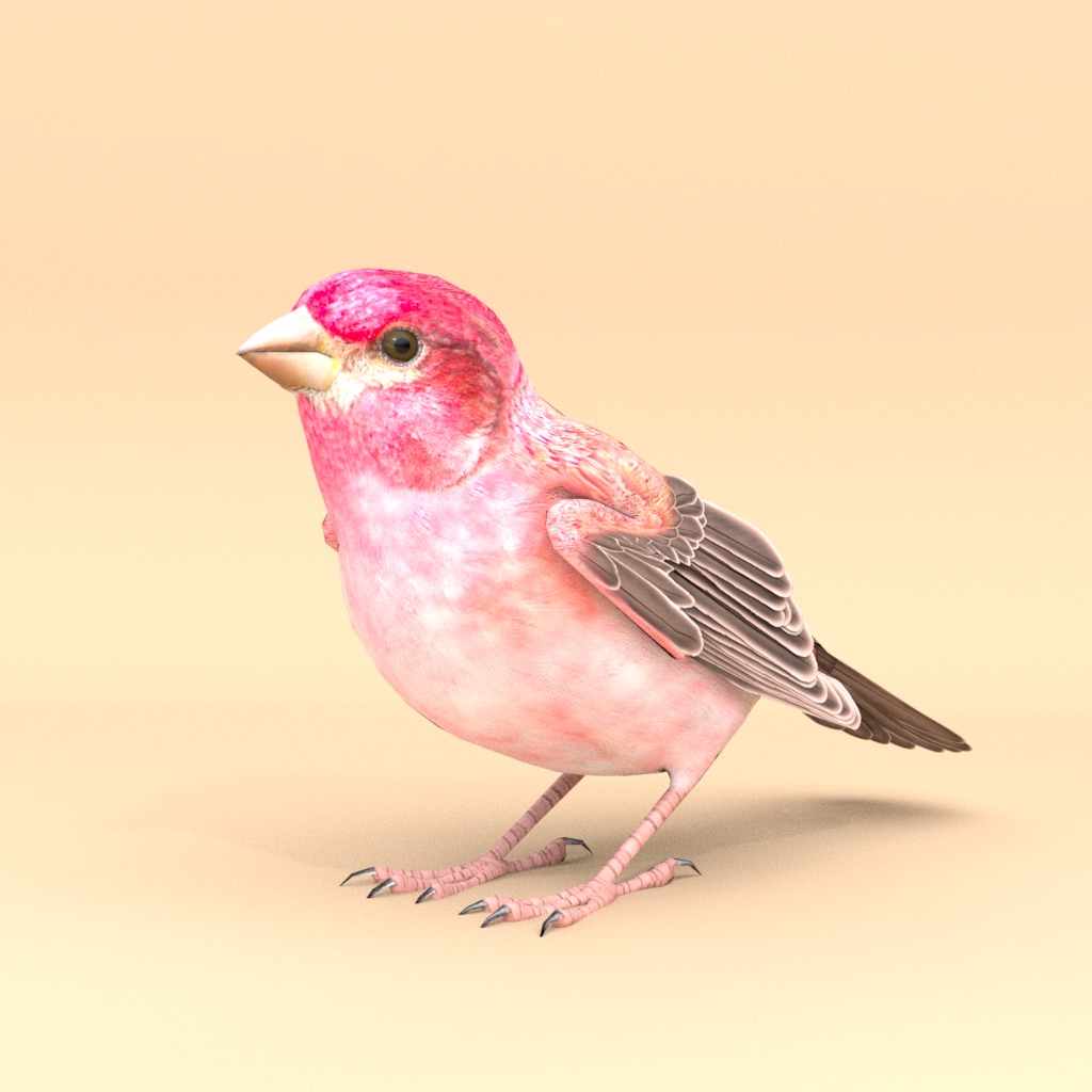 3D Bird Pack Purple Finch Male and Female Low-poly 3D model Low-poly 3D model_4