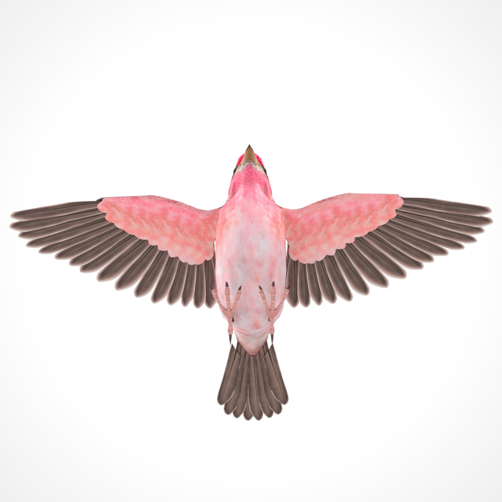3D Bird Pack Purple Finch Male and Female Low-poly 3D model Low-poly 3D model_16
