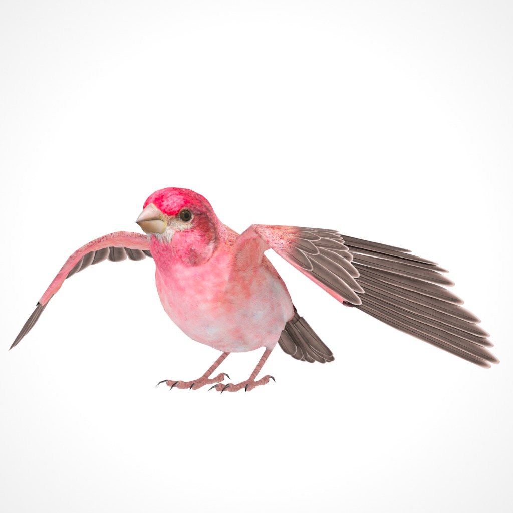 3D Bird Pack Purple Finch Male and Female Low-poly 3D model Low-poly 3D model_26