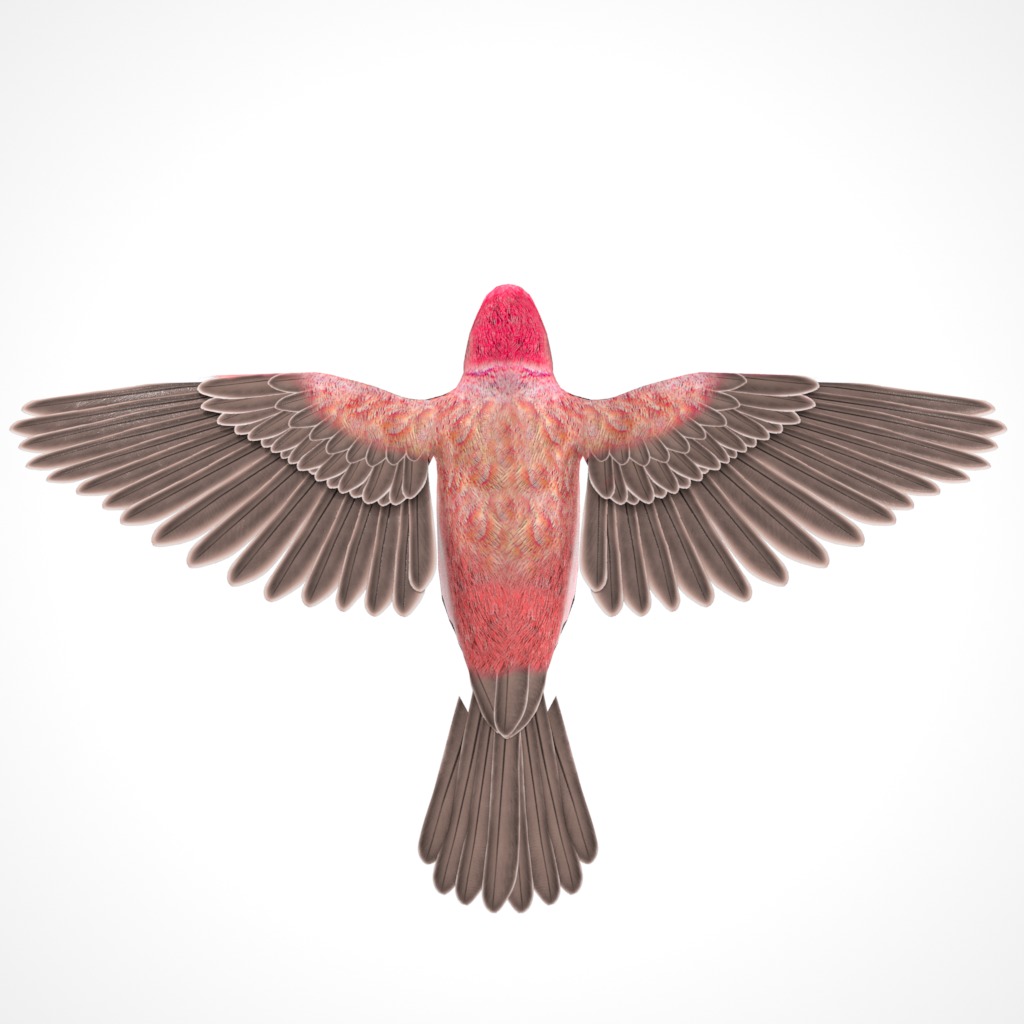 3D Bird Pack Purple Finch Male and Female Low-poly 3D model Low-poly 3D model_10