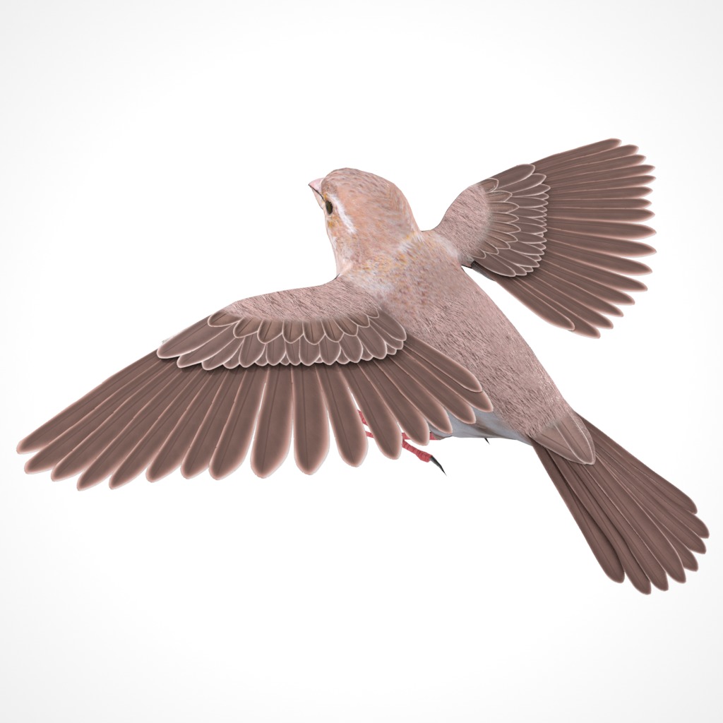 3D Bird Pack Purple Finch Male and Female Low-poly 3D model Low-poly 3D model_7