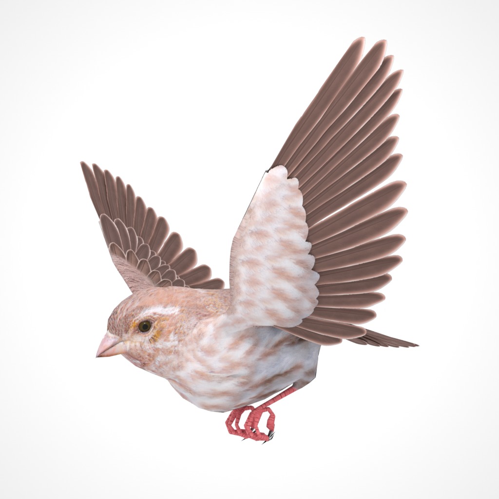 3D Bird Pack Purple Finch Male and Female Low-poly 3D model Low-poly 3D model_21