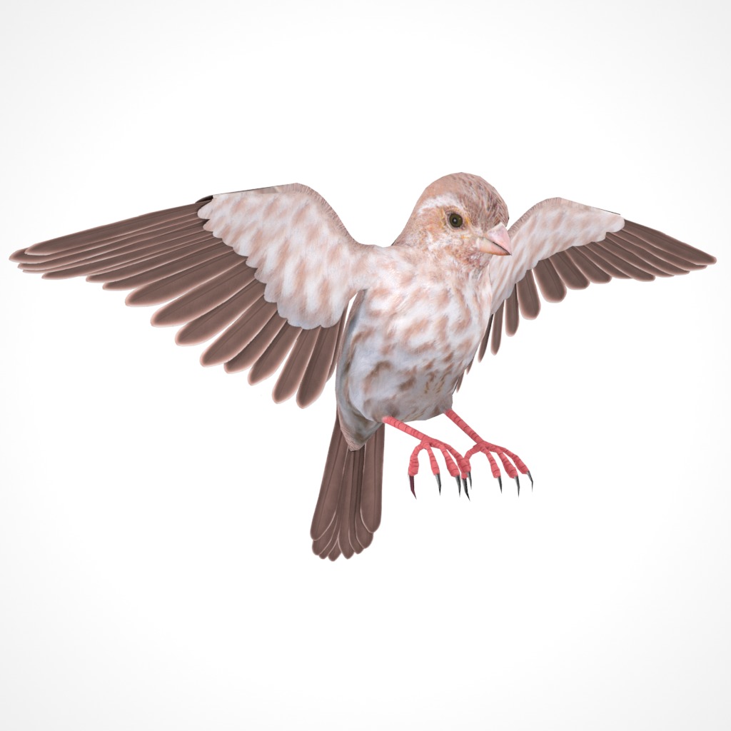 3D Bird Pack Purple Finch Male and Female Low-poly 3D model Low-poly 3D model_31