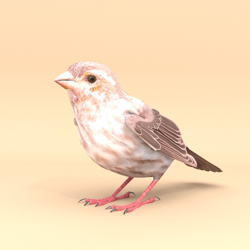 3D Bird Pack Purple Finch Male and Female Low-poly 3D model Low-poly 3D model_3