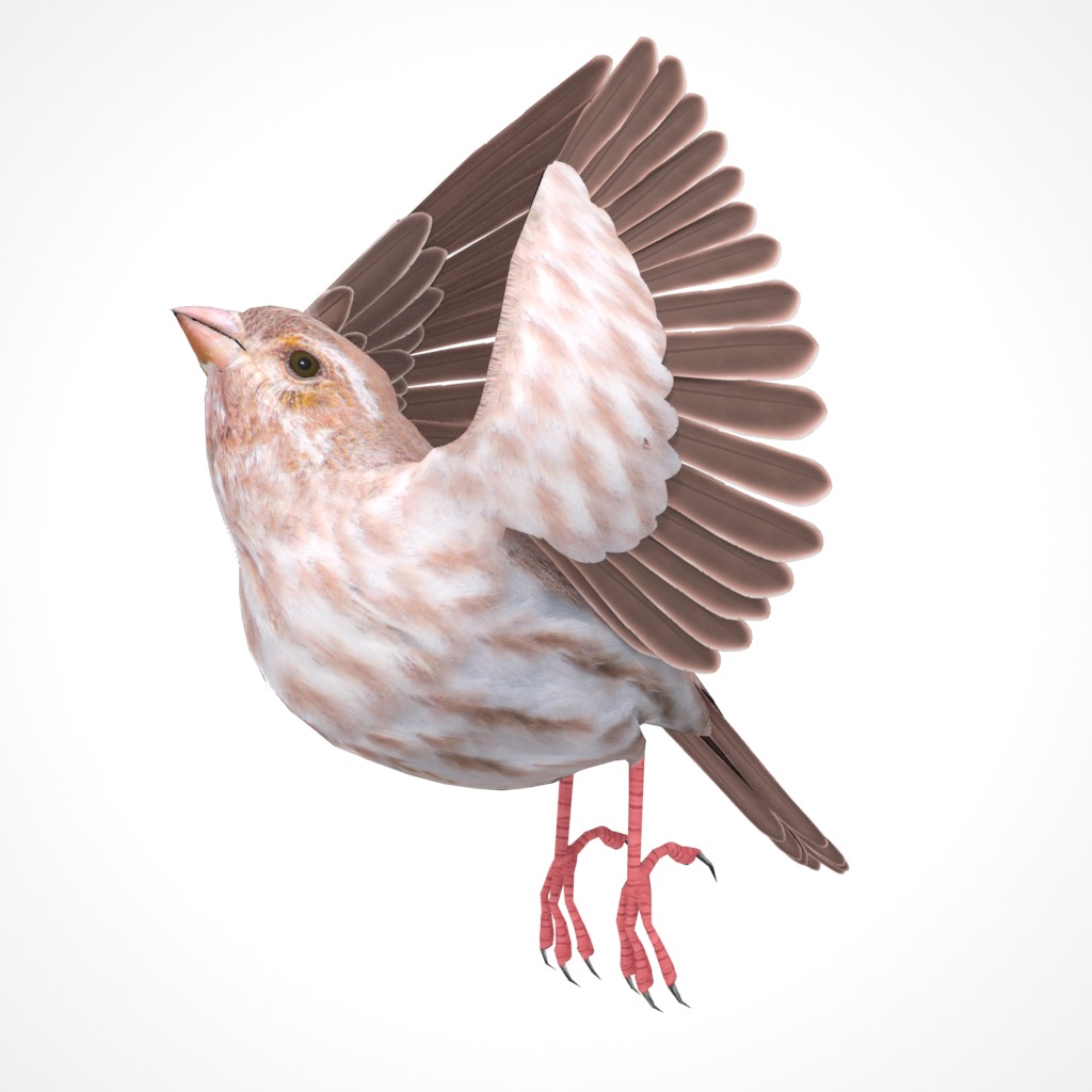 3D Bird Pack Purple Finch Male and Female Low-poly 3D model Low-poly 3D model_27