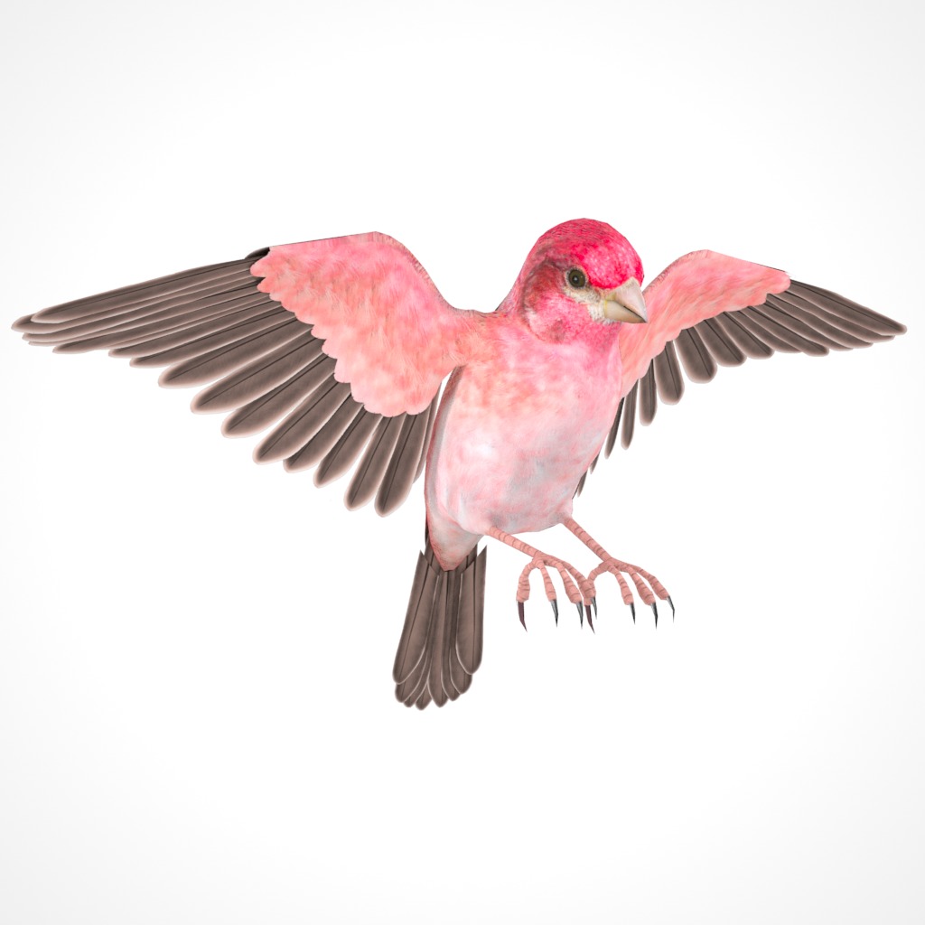 3D Bird Pack Purple Finch Male and Female Low-poly 3D model Low-poly 3D model_32