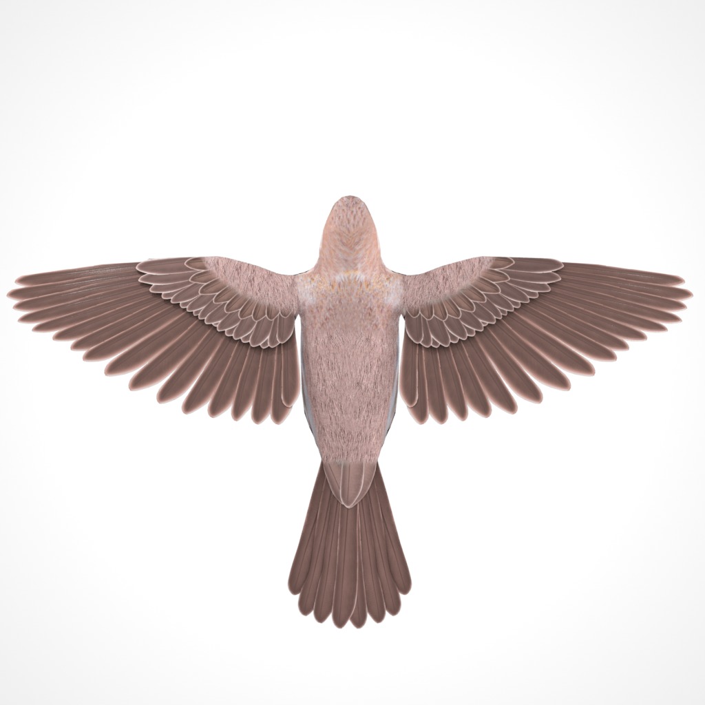 3D Bird Pack Purple Finch Male and Female Low-poly 3D model Low-poly 3D model_9