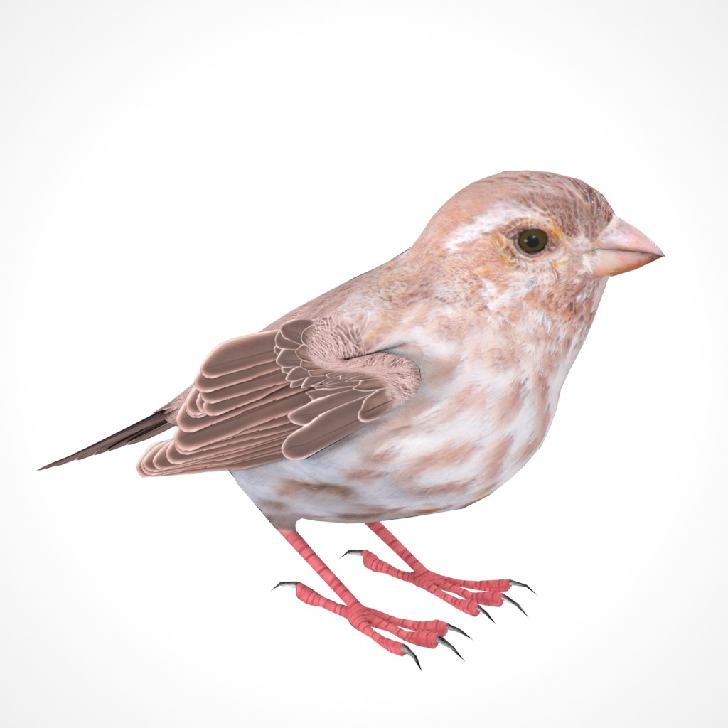 3D Bird Pack Purple Finch Male and Female Low-poly 3D model Low-poly 3D model_17