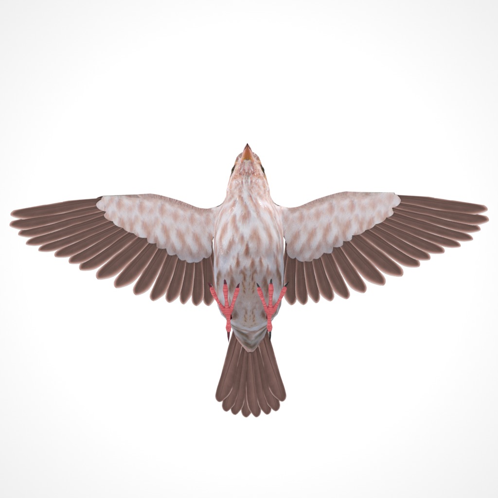 3D Bird Pack Purple Finch Male and Female Low-poly 3D model Low-poly 3D model_15