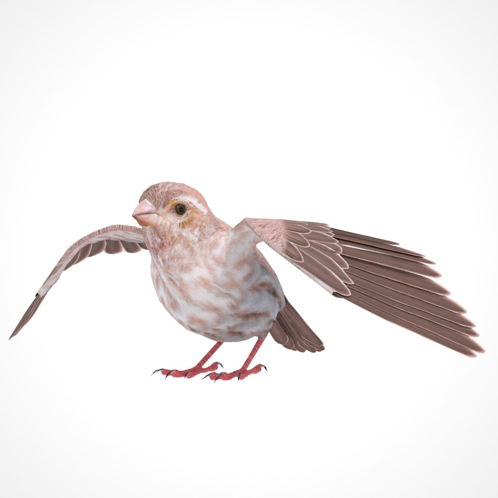 3D Bird Pack Purple Finch Male and Female Low-poly 3D model Low-poly 3D model_25