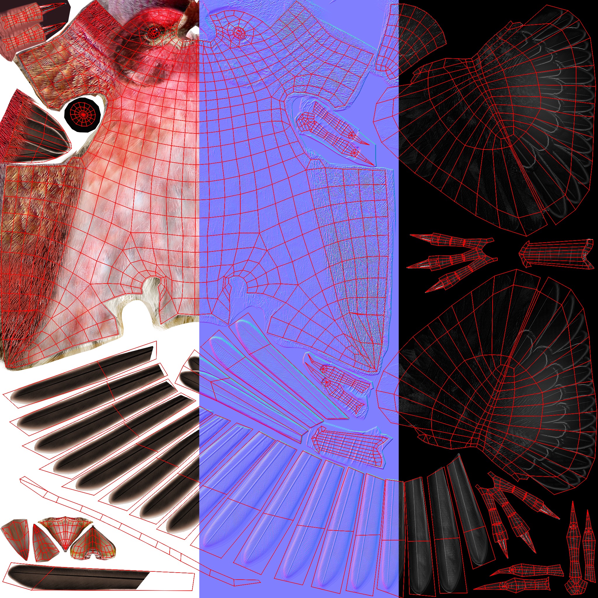 3D Bird Pack Purple Finch Male and Female Low-poly 3D model Low-poly 3D model_40