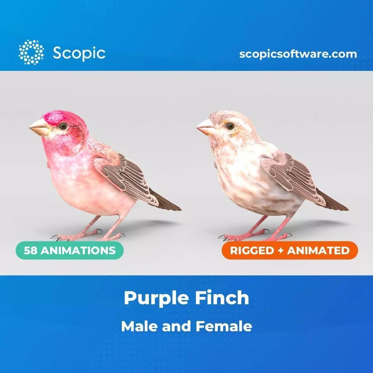 3D Bird Pack Purple Finch Male and Female Low-poly 3D model Low-poly 3D model_0
