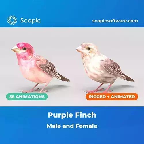 3D Bird Pack Purple Finch Male and Female Low-poly 3D model Low-poly 3D model