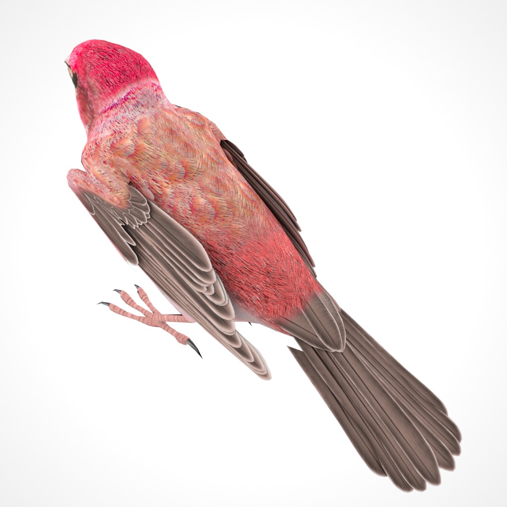 3D Bird Pack Purple Finch Male and Female Low-poly 3D model Low-poly 3D model_20