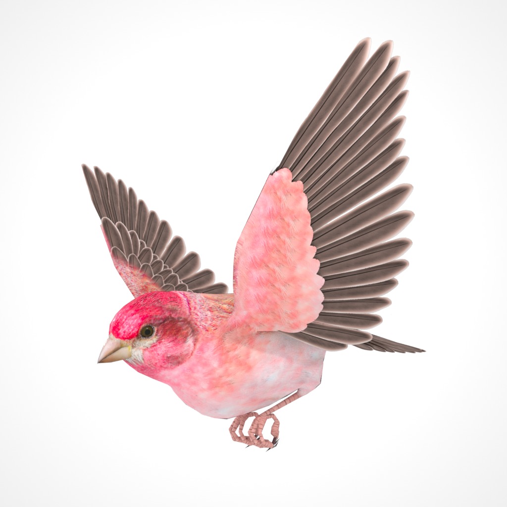 3D Bird Pack Purple Finch Male and Female Low-poly 3D model Low-poly 3D model_22