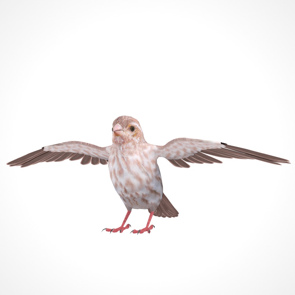3D Bird Pack Purple Finch Male and Female Low-poly 3D model Low-poly 3D model_23