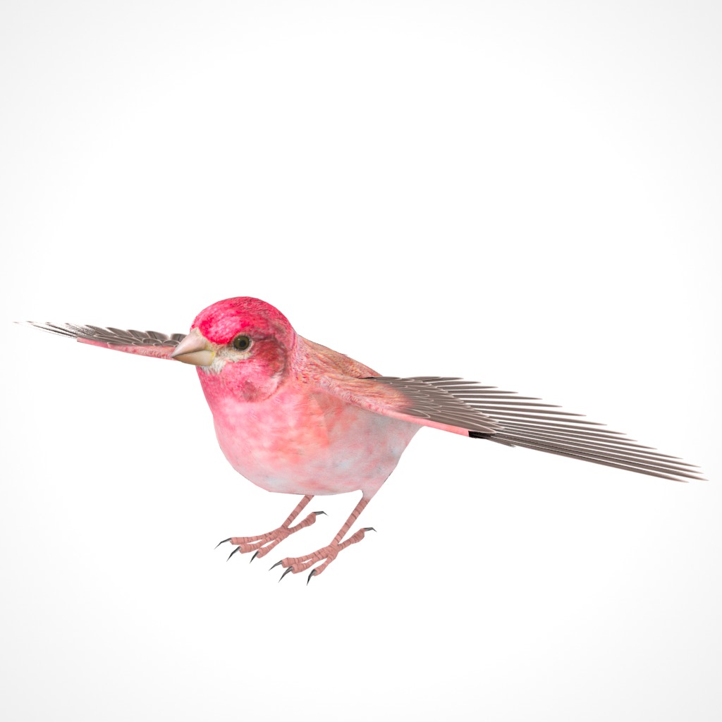 3D Bird Pack Purple Finch Male and Female Low-poly 3D model Low-poly 3D model_12