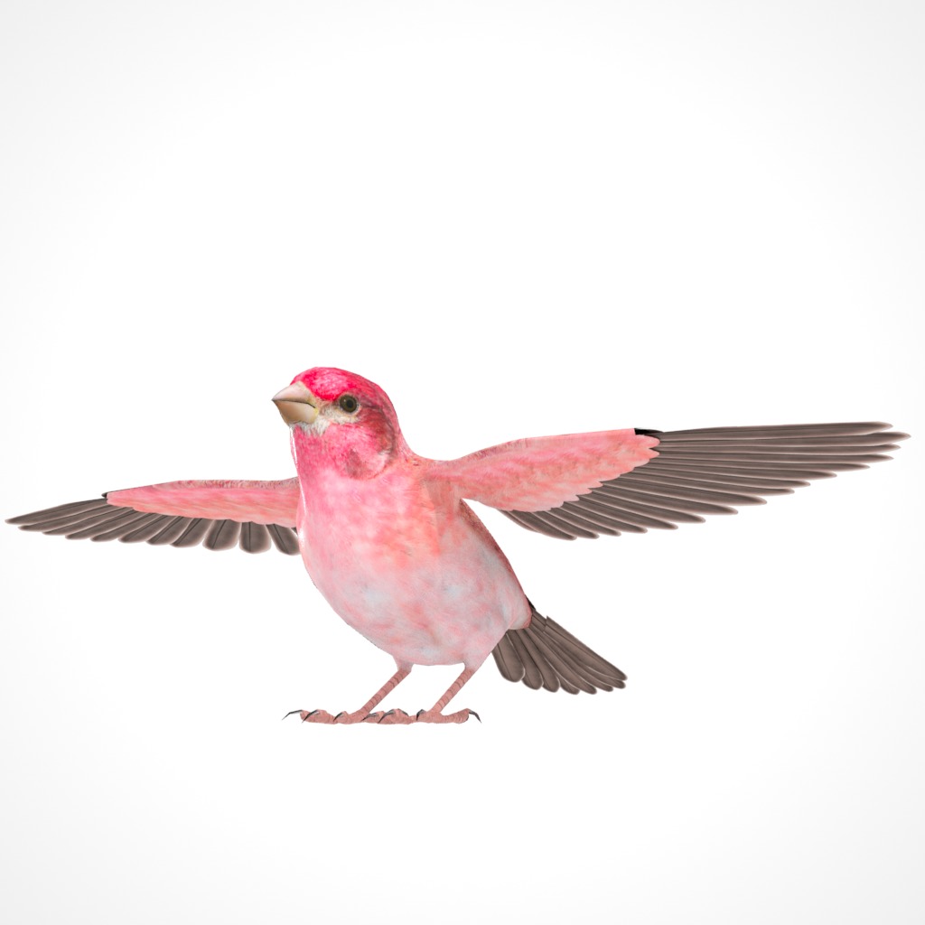 3D Bird Pack Purple Finch Male and Female Low-poly 3D model Low-poly 3D model_6