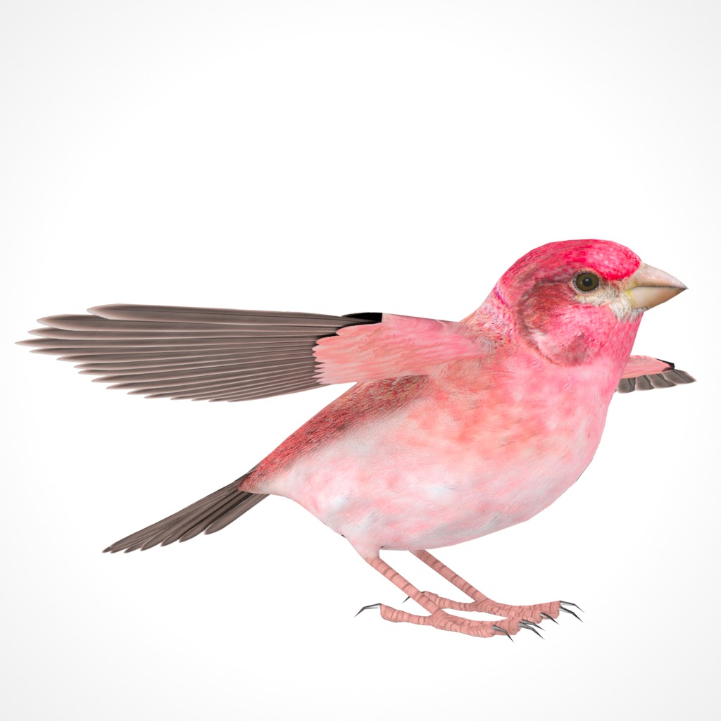 3D Bird Pack Purple Finch Male and Female Low-poly 3D model Low-poly 3D model_14