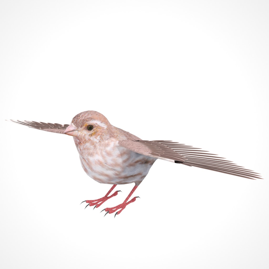 3D Bird Pack Purple Finch Male and Female Low-poly 3D model Low-poly 3D model_11