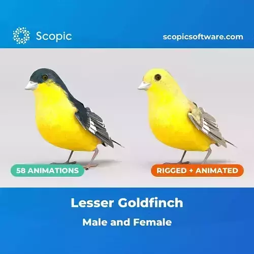 3D Bird Pack Lesser Goldfinch Male and Female Low-poly 3D model Low-poly 3D model