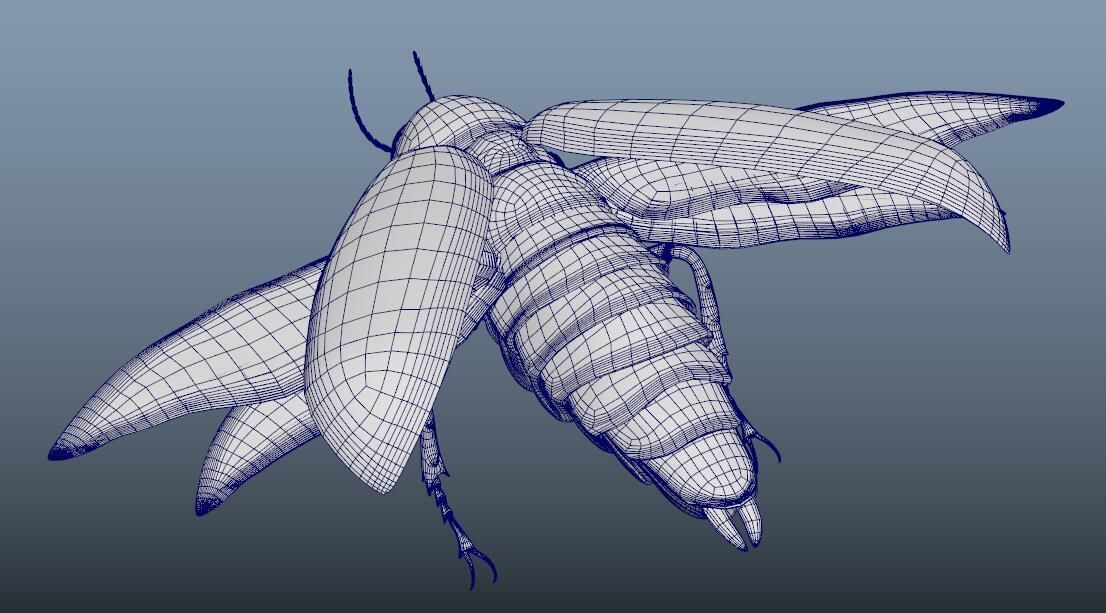 beetle 3D model_10