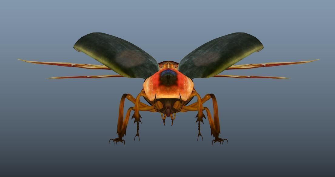 beetle 3D model_1