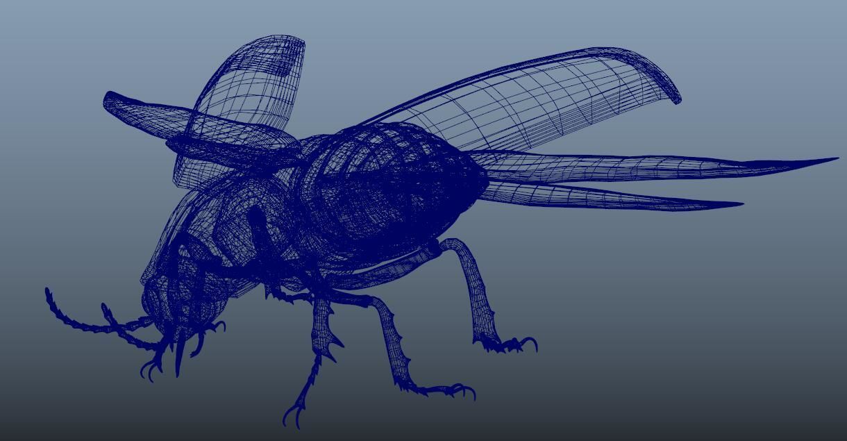 beetle 3D model_7