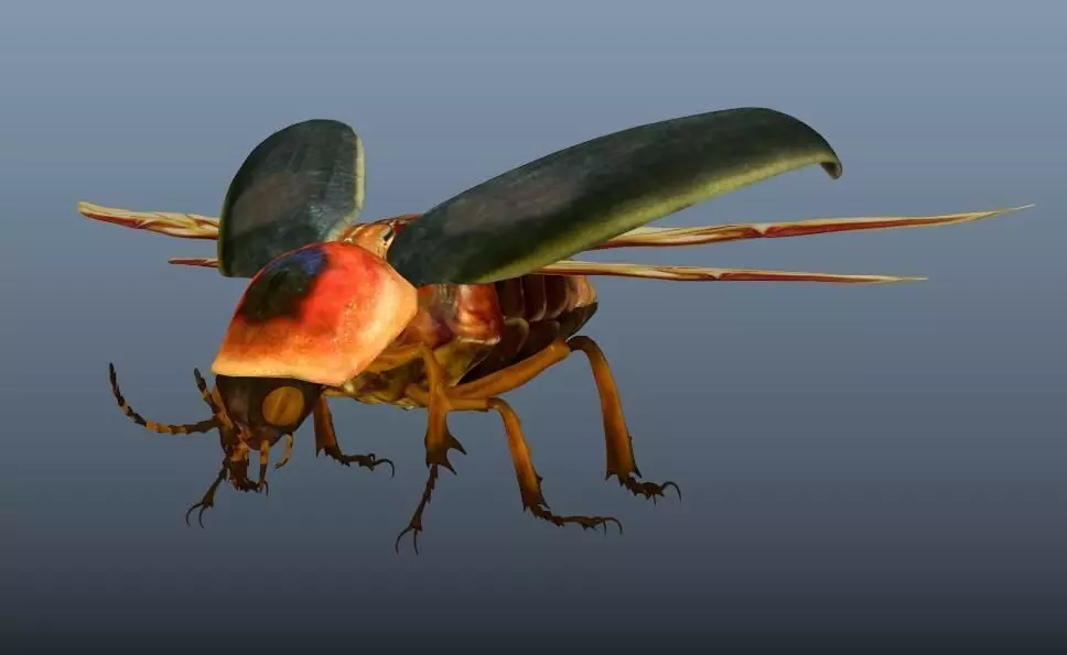 beetle 3D model_0